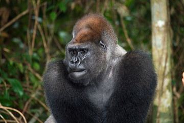 Portrait of lowland gorilla. Republic of the Congo. An excellent illustration.