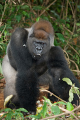Lowland gorillas in the wild. Republic of the Congo. An excellent illustration.