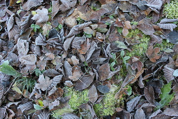 leaves icy