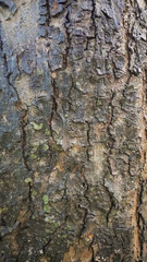 bark texture