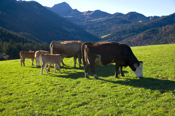 Kühe in den Alpen