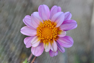 Fototapeta premium purple dahlia, beautiful flower closeup