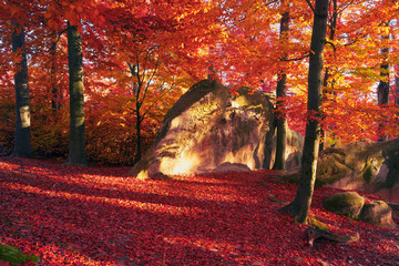 Naklejka na ściany i meble Golden colors of autumn