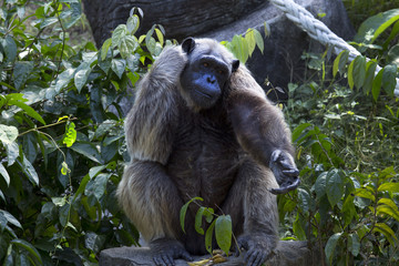 Portrait of a Common Chimpanzee Monkey