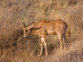 Fototapeta na wymiar young Gemsbok calf (Oryx) african antelope in the wild savanna
