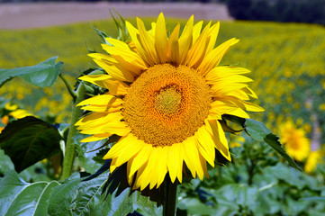Girasol entre girasoles - 22