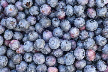 Freshly picked blueberries