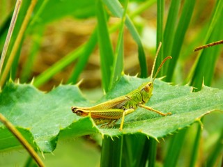 Grasshopper on leaf