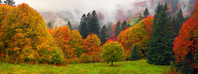 Fotobehang Mistige herfst Transkarpatië © panaramka