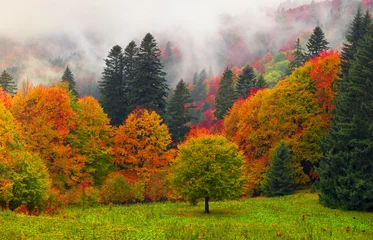 Selbstklebende Fototapete Herbst Nebliger Herbst Transkarpatien