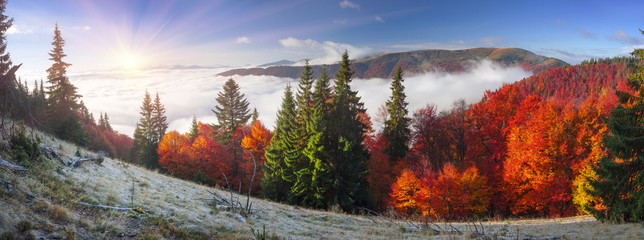 Fototapeta premium Fog in the autumn