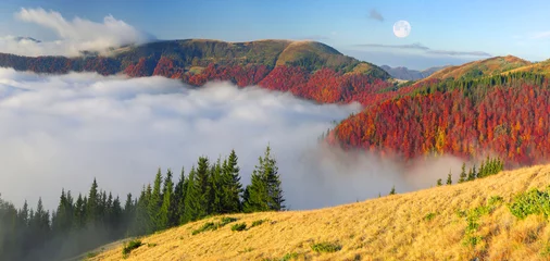 Foto op Plexiglas Fog in the autumn © panaramka