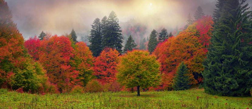 Fototapeta Misty autumn Transcarpathia