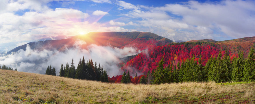 Fototapeta Fog in the autumn