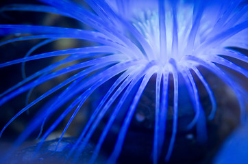 Sea anemone