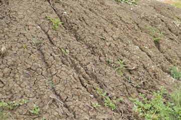 cracked soil in country Thailand