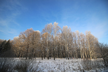 Winter snow park forest