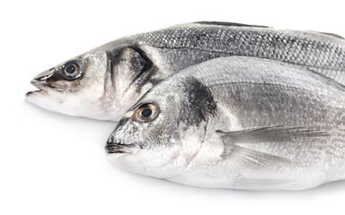 Fresh fish isolated on white background