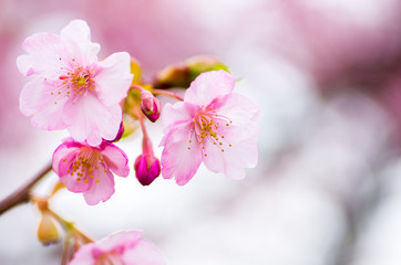 japanese sakura flower,cherry blossom