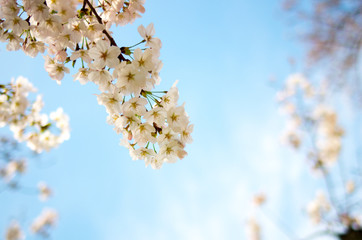 japanese sakura flower,cherry blossom