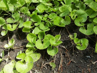 green centella asiatica tree in vegetable garden