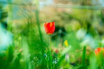 Obraz premium tulip flower