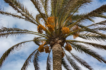 Fototapeta na wymiar Against blue cloudy sky view Date palm Phoenix dactylifera