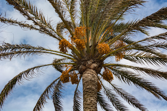 Against blue cloudy sky view Date palm Phoenix dactylifera