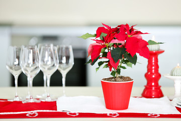 Christmas flower poinsettia on table, on lights background