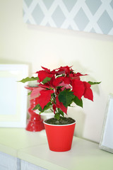 Christmas flower poinsettia and decorations on shelf, on light background