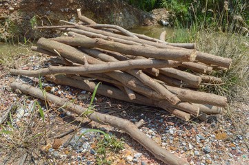 deforested cut tree wood in forest