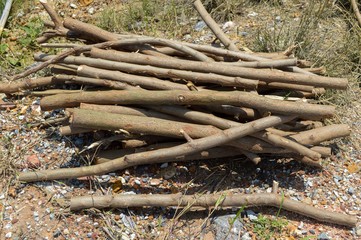 deforested cut tree wood in forest