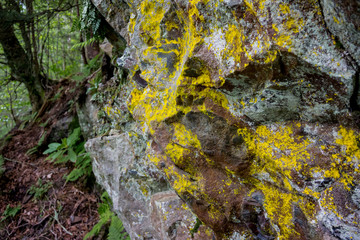 Lichen on Rocks in the Great Smoky Mountains