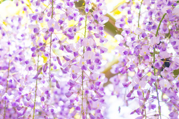 Wisteria at Kameido shrine,tokyo,japan