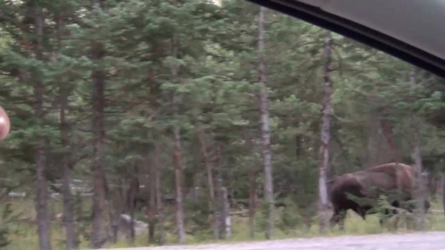 Bison along the road in Yellowstone NP