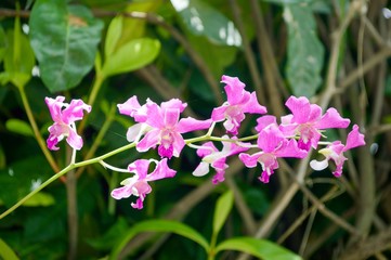 Obraz premium violet orchid flower in garden