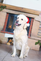 Golden Retriever dog sitting near a fireplace decorated for Christmas