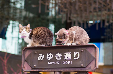 Obraz premium Ginza, tokio, japonia