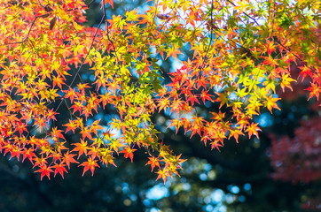 japanese autumn leaves