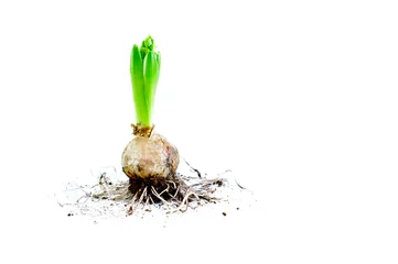 Foto auf Alu-Dibond Hyacinth Bulb with Roots/ A hyacinth with bulb and roots against white backgroun and dirt around the plant and flower. © erwinplug