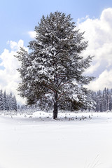 Lonely snow-covered pine tree on the edge of a winter forest. Winter landscape