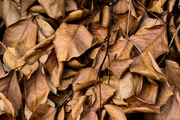 Dead leaves shot ideal for backgrounds and textures