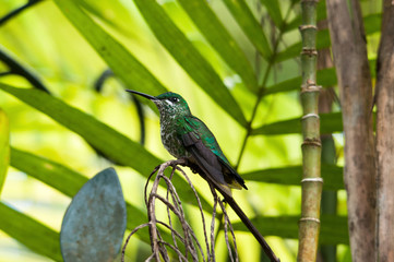 Green hummingbird (colibri) from Costa Rica 