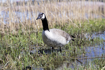 Goose walking on water. Wild duck among the reeds by the sea.