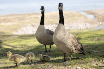 Family of geese on the beach. The wild geese in the summer on the grass by the pond.
