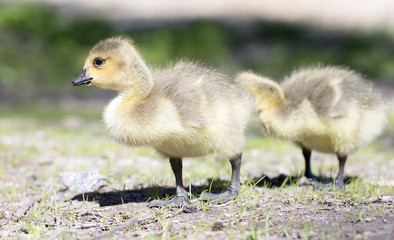Baby geese walking on the grass. The wild geese in the summer on the grass in the Park. 