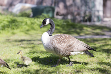 Family of geese through the grass. The wild geese in the summer on the grass in the Park. 