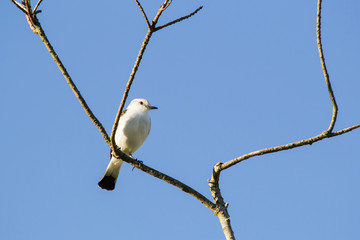 Bird from Serra da Canastra National Park - Minas Gerais - Brazil