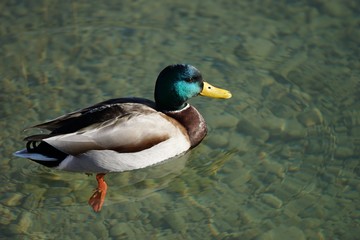 Stockente (Erpel) im Wasser
