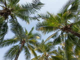 Fototapeta na wymiar The Coconut Garden